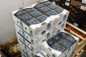 Produtor de Jaraguari ganha destaque com mirtilo que abastece a CEASA de Campo Grande