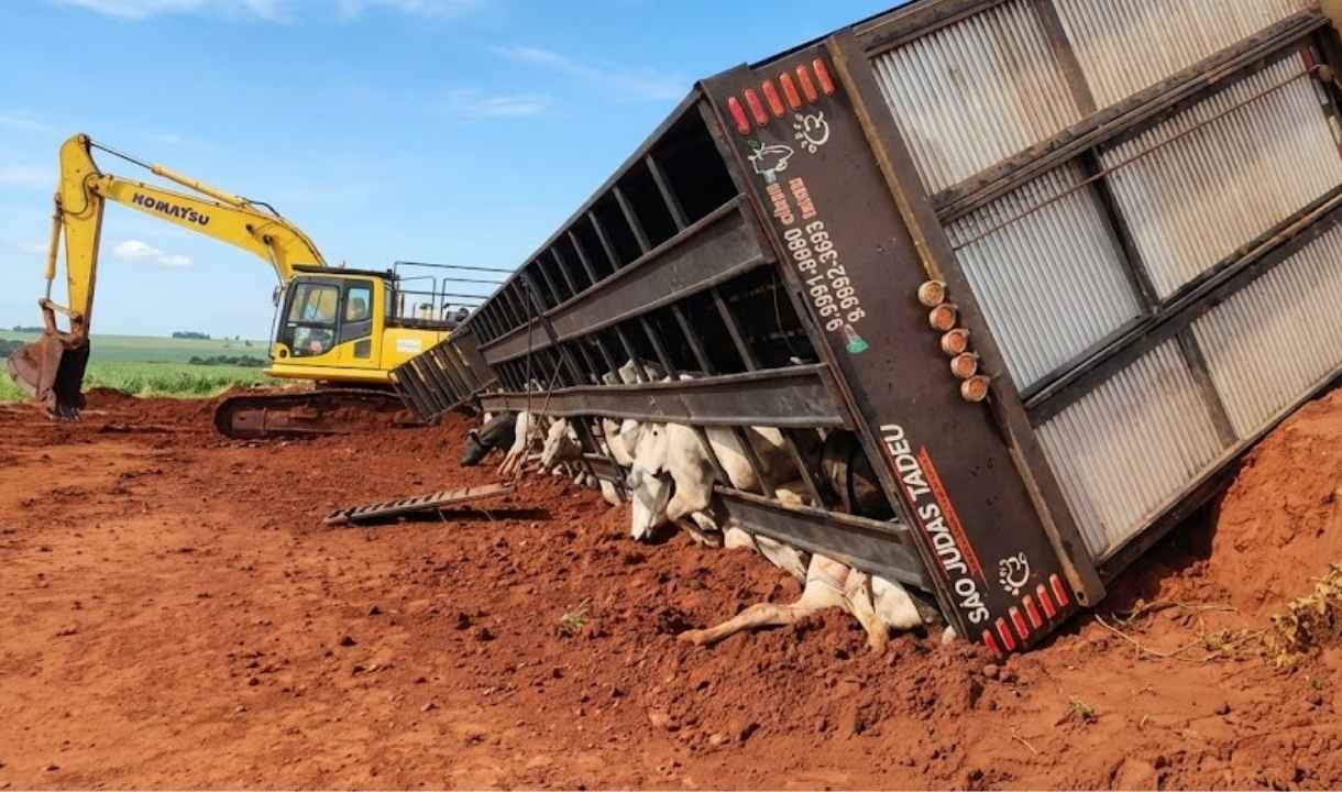 Caminhão tomba e mata 10 bois